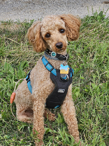 Sun Haven Farm Boarding & Grooming, llc