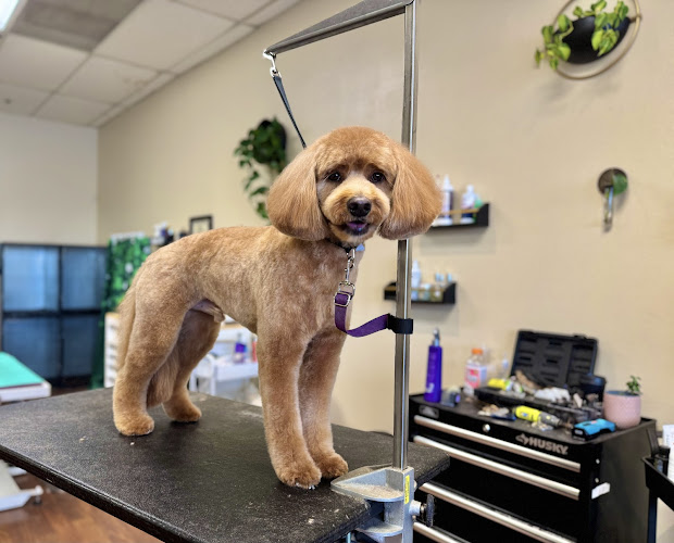 Sunshine Shears Pet Grooming LLC