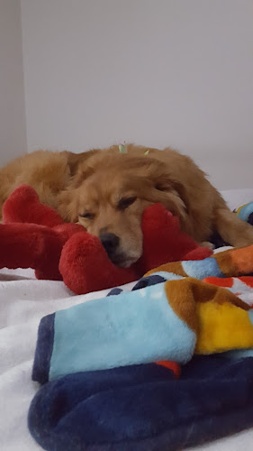 Super Pawz Pet Grooming