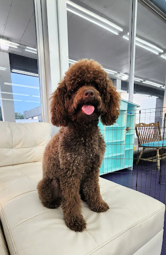 Sweet Home Pet Spa and Resort LLC