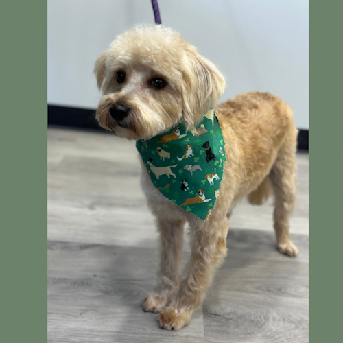 Sweet Kisses Pet Pawlor