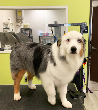 Sydnee's Pet Grooming