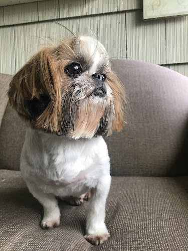 Tacoma Cat Grooming Kitty City