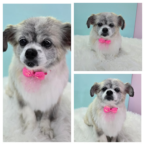 Tail of Joy Grooming