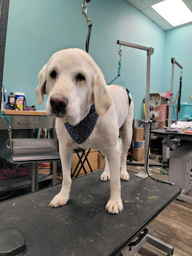 Tail Wagg'n Cuts Canine Salon
