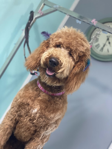 Tail Waggers Retreat