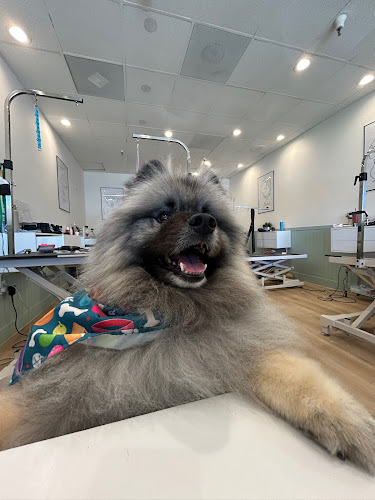 Tailored Tails Grooming | Foster City & San Mateo Dog Grooming