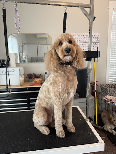 Tails of Montana Grooming