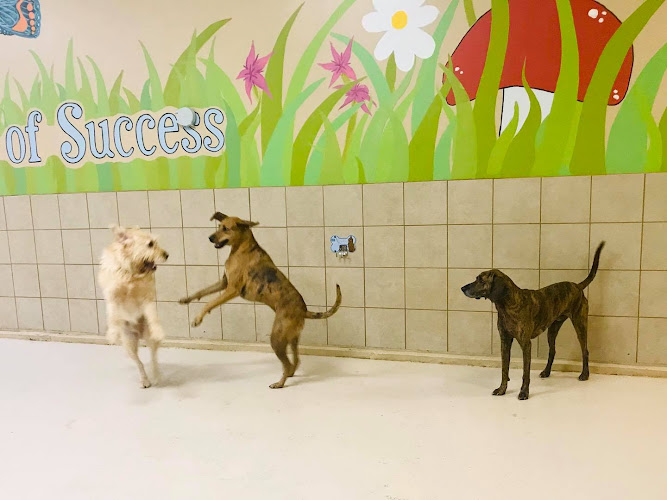 Tails of Success: Dog Daycare and Training