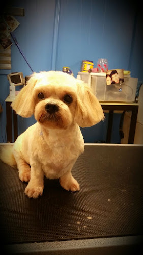 Tails of the Clip Pet Grooming Saint Petersburg, Fl