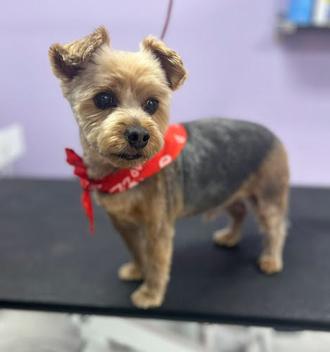 Tailwaggers Pet Grooming