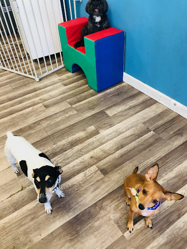 Tali Tails Dog Grooming & Daycare
