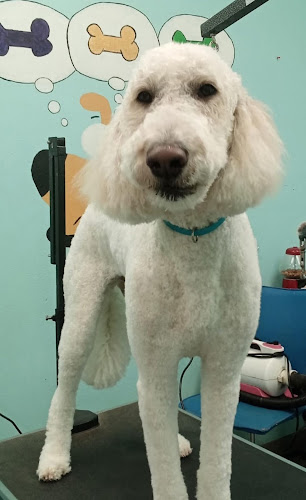 Talitha's Dog Grooming