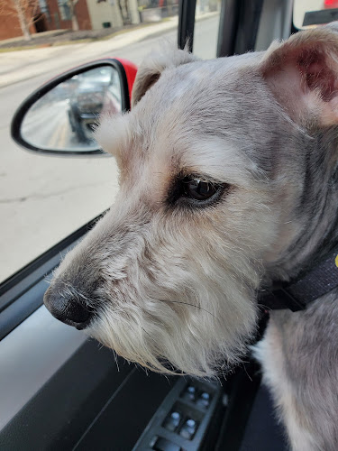 Talk to the paw grooming