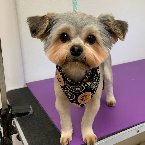 Telma's Pet Grooming