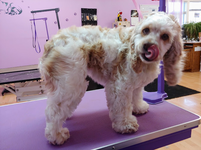 Tender, Love and Care Pet Salon, LLC