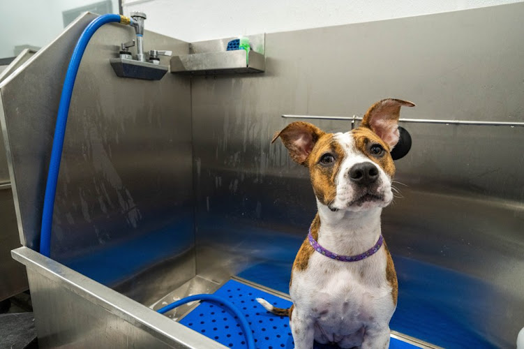 Tender Loving Care Pet Spa (re - opened now Petrock Hotel And Spa )