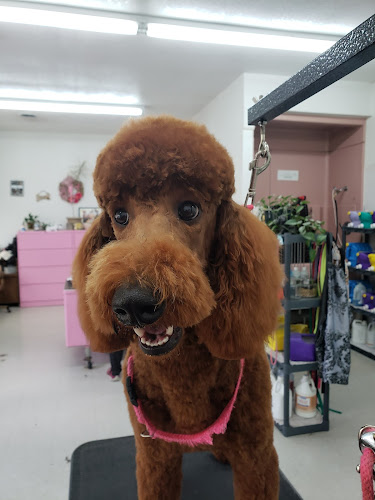 Tender Touch Pet Retreat and Spaw