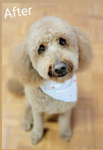 The AuStella Pet Parlor