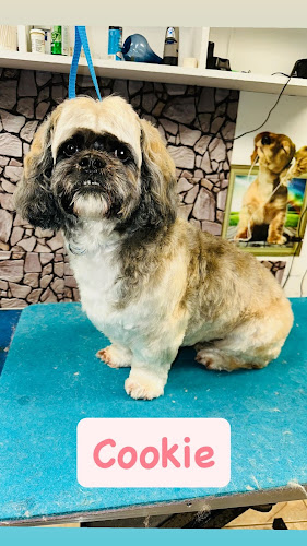 The Bark Site Grooming Spa