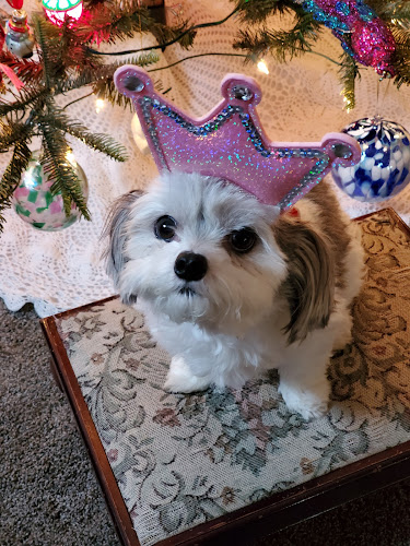 The Barker Shop Grooming & Boarding