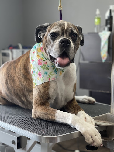 The Barking Bath House