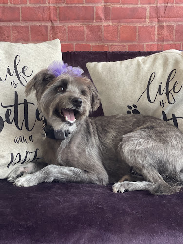 The Barking Lot of Hillcrest