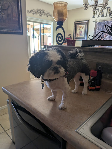 The Barn Dog Grooming