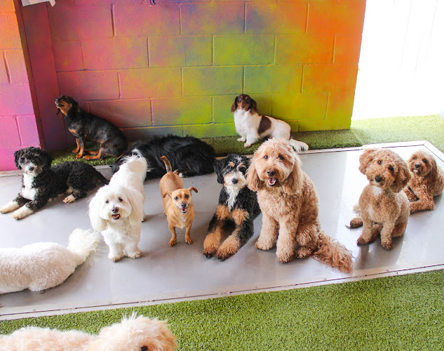 The Best Little Dog House In Texas