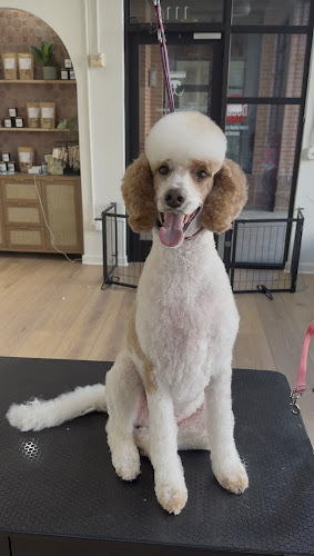 The Canine Artisan at Clip Pet Grooming