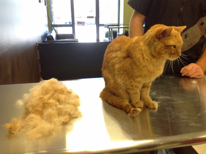 The Cat's Meow Grooming & Suites