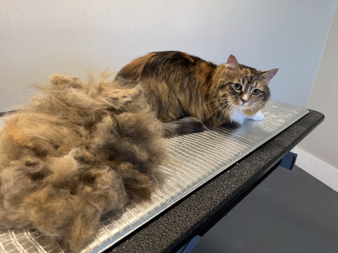 The Cat Tails Feline Grooming Spa and Hotel Suites