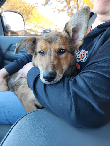 The Cincinnati Dog Depot