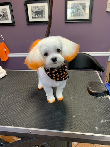 The Classic Canine Pet Spa