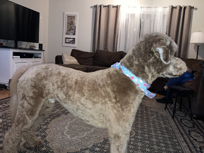 The Classic Pet Parlour