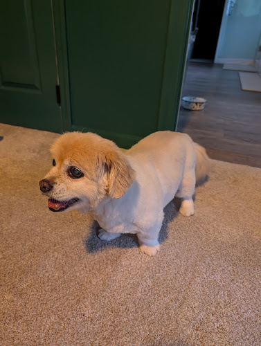 The Dapper Dog Morgantown LLC