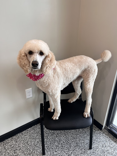 The Dapper Dog Pet Care Services