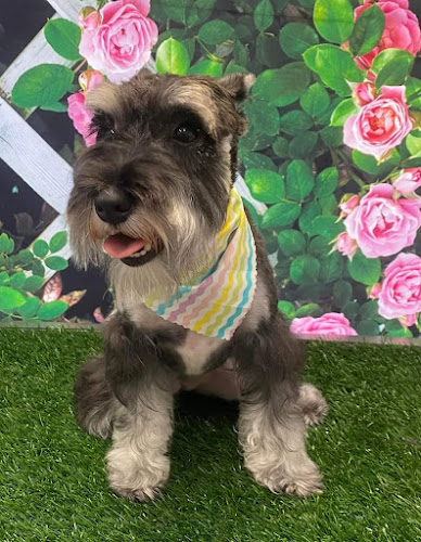 The Diamond Collar Pet Spa