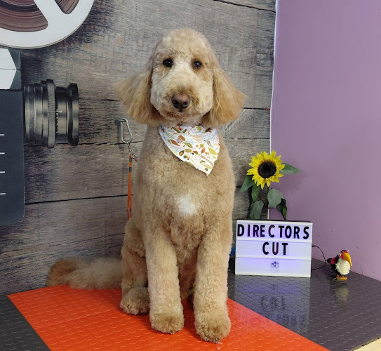 The Director’s Cut, A Premiere Pet Salon LLC