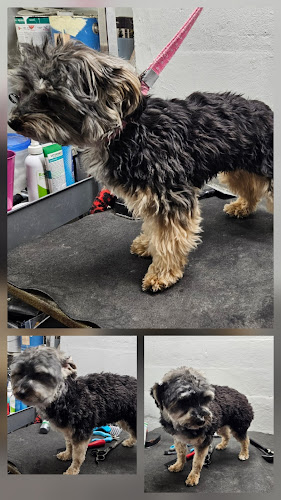 The Dober-Mann grooming & petcare LLC