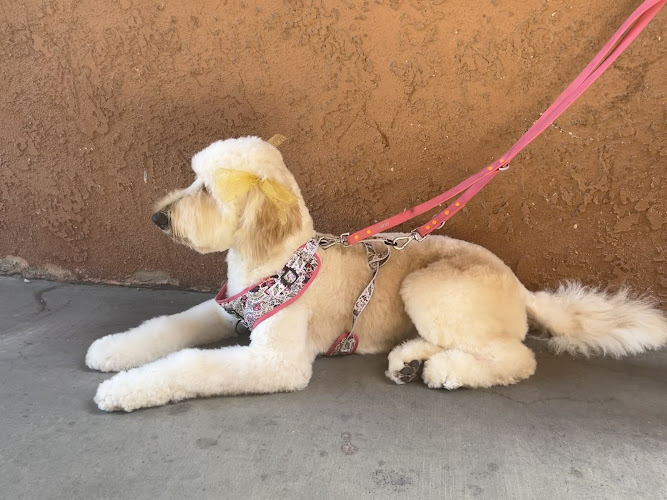 The Dog House paw spa