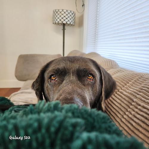 The Dog Mom Pet Services