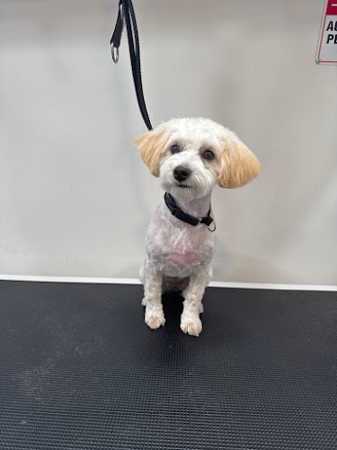 The Dog Spa - Mobile Grooming by Christine