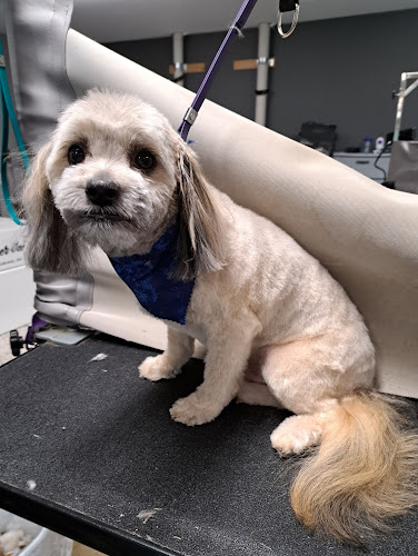 The Dog Spaw & Poochie's Playhouse