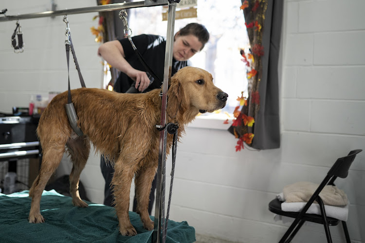 The Dog Stop - Carnegie