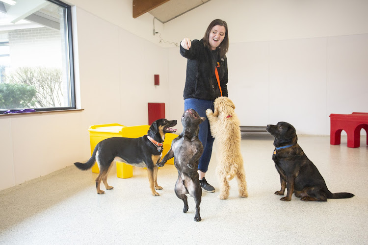 The Dog Stop - Gulf Breeze, FL