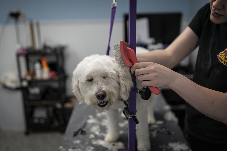 The Dog Stop - Knoxville