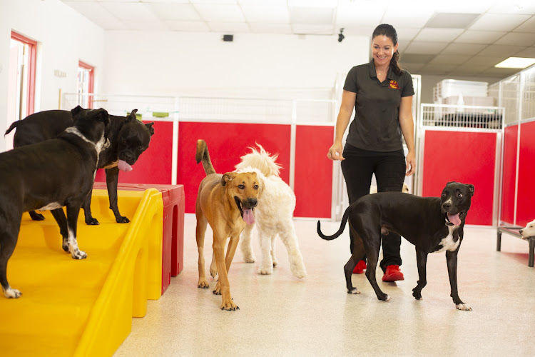 The Dog Stop - Richmond VA