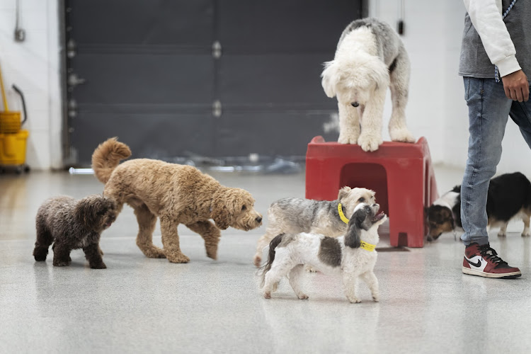 The Dog Stop - Upper St. Clair