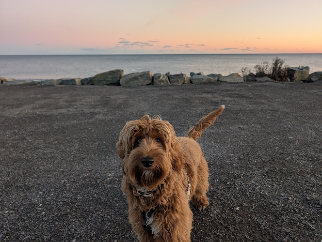 The Fairy Dogmother Back Cove